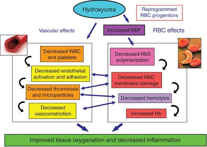 Hydroxyurea mechanism