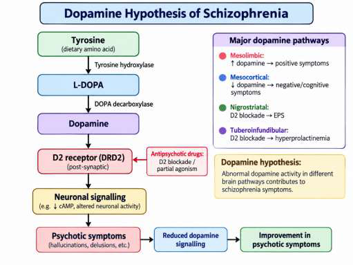 Dopamine hypothesis flowchart